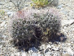 Homalocephala polycephala