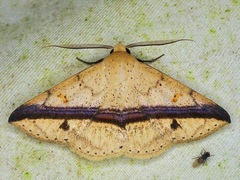 Ugia eugrapha