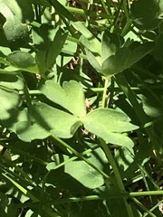 Aquilegia formosa