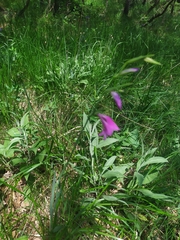 Gladiolus palustris