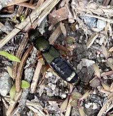 Platydracus fulvipes