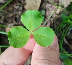 Trifolium hybridum