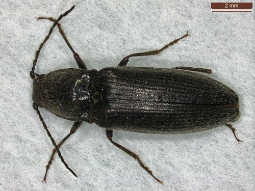 Polderkniptor, photo 4 of 10