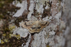 Cyclophora lennigiaria