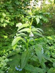 Symphytum caucasicum