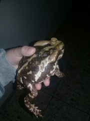 Rhinella icterica