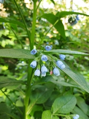 Symphytum caucasicum