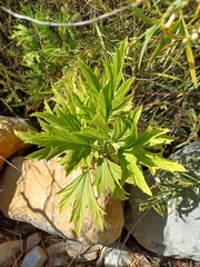 Pelargonium citronellum