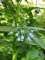 Symphytum caucasicum
