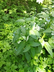 Symphytum caucasicum