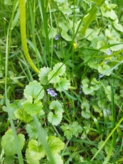 Glechoma hederacea