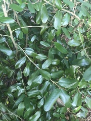 Capparis cynophallophora