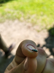 Cordylepherus viridis