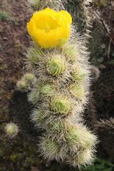 Opuntia huajuapensis