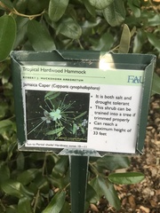 Capparis cynophallophora