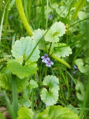 Glechoma hederacea