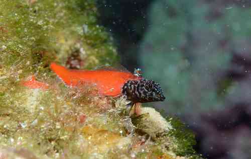 Small Triplefin Blenny, photo 4 of 8