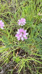 Securigera varia