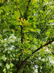Caragana arborescens