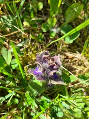 Ajuga pyramidalis