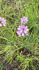 Securigera varia