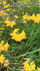 Lotus corniculatus