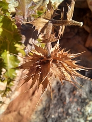 Berkheya tysonii