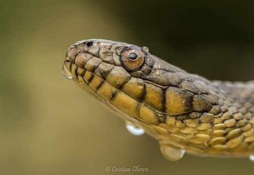 Diamondback Watersnake