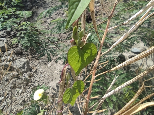 Image of Ipomoea ochracea by (c) Augustin Soulard, some rights reserved (CC BY)
