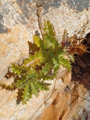 Berkheya tysonii