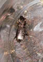 Notiophilus rufipes