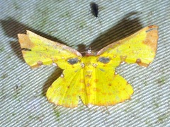 Corymica arnearia