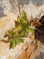 Berkheya tysonii