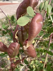 Colutea arborescens