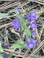 Phacelia humilis