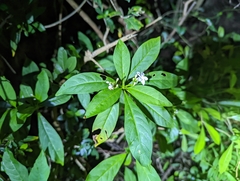 Rauvolfia verticillata