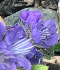 Phacelia humilis