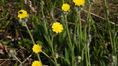 Pilosella rothiana