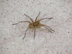 Lycosa hispanica