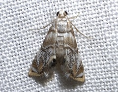 Eoparargyractis irroratalis