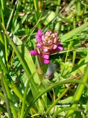 Dactylorhiza purpurella