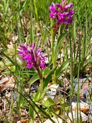 Dactylorhiza purpurella