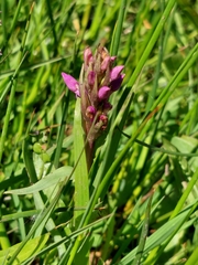 Dactylorhiza purpurella