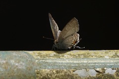 Hypolycaena