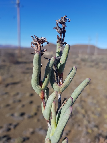 Hereroa crassa L.Bolus 3