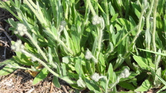 Pilosella rothiana