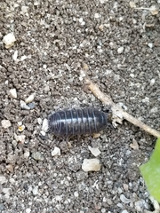 Armadillidium vulgare