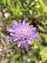 Knautia arvensis
