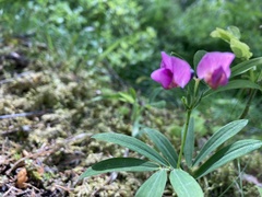 Lathyrus linifolius