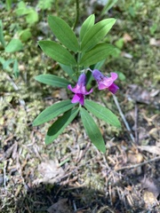 Lathyrus linifolius